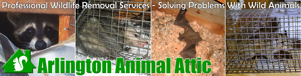 Arlington Animal Attic